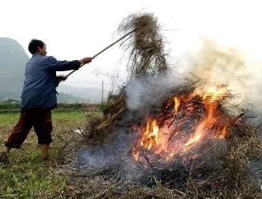 你年年都想燒的秸稈，今年可以吃票子了！