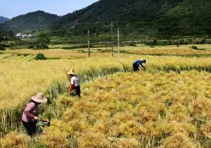 秸稈禁燒季 | 禁止一切露天焚燒秸稈行為！附縣政府禁燒通告、鎮(zhèn)政府倡議書